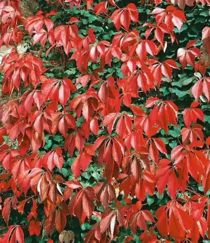 Kletterpflanze Baldur Garten Wilder Wein ‚Quinquefolia‘, 1 Stück