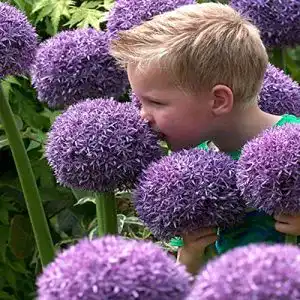 Allium Zwiebeln Alasines winterhart für den Garten