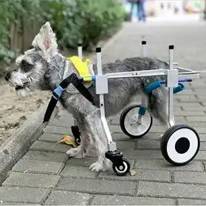 Hunderollstuhl Sobotoo für kleine Hunde, verstellbar und leicht