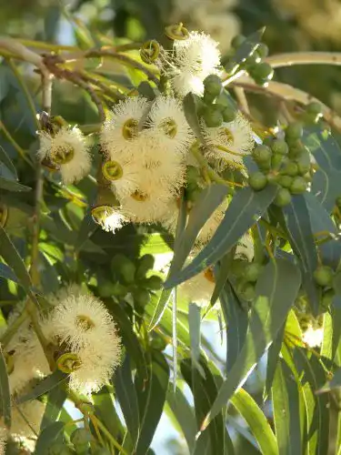 Eukalyptus-Samen Seedeo (Eucalyptus globulus bicostata) 100 Stück