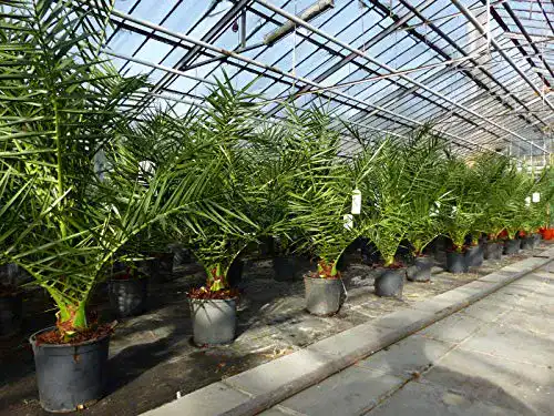 Winterharte Palmen von gruenwaren Jakubik, 90-120 cm, Phoenix Canariensis