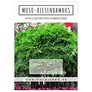 Bambus Samen von Happyseed mit hoher Keimrate für Garten und Balkon
