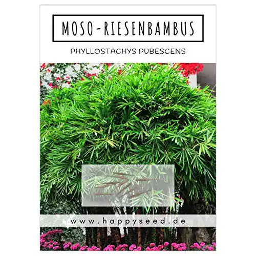 Bambus Samen von Happyseed mit hoher Keimrate für Garten und Balkon