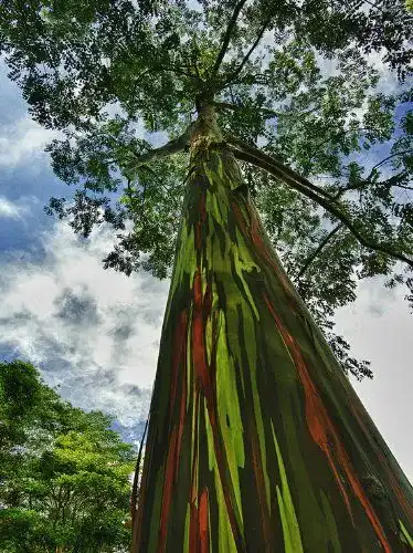 Eukalyptus-Samen Svi Erbstück 5 Samen Regenbogenbaum (Eucalyptus Deglupta)