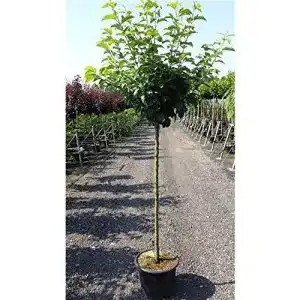 Apfelbaum Cox Orange – Pflanze ‚Cox Orange Renette‘ für Garten