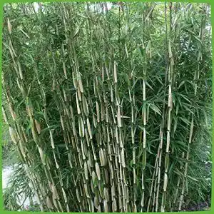 Bambus Pflanze Fargesia robusta Pingwu für Garten und Sichtschutz