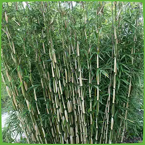 Bambus Pflanze Fargesia robusta Pingwu für Garten und Sichtschutz