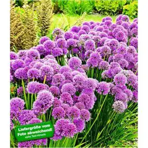 Allium Zwiebeln Baldur Garten Duft-Allium Staude Millenium
