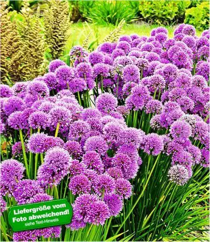 Allium Zwiebeln Baldur Garten Duft-Allium Staude Millenium
