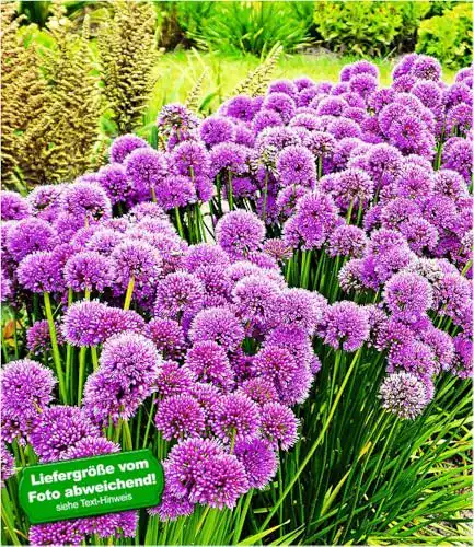 Allium Zwiebeln Baldur Garten Duft-Allium Staude Millenium