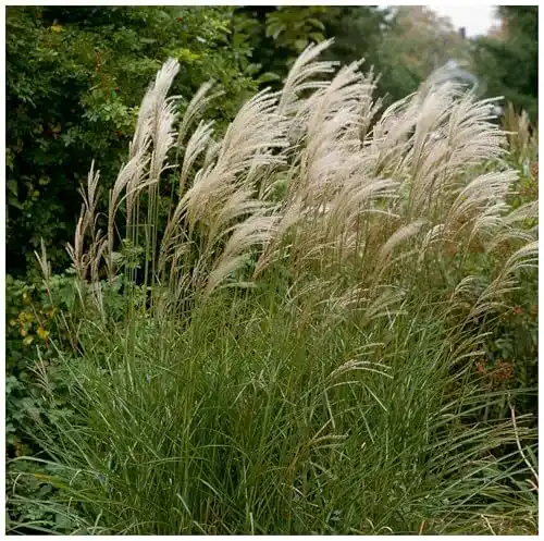 Chinaschilf Stauden 3 x Miscanthus sinensis ‚Graziella‘ im 1 Liter Topf
