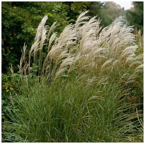 Chinaschilf Stauden 3 x Miscanthus sinensis ‚Graziella‘ im 1 Liter Topf
