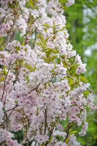 Japanische Nelkenkirsche Amanogawa – Zierkirsche für den Garten