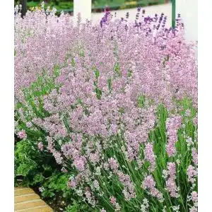 Lavendel Pflanze Baldur Garten Duftlavendel Rosa Echter Lavendel
