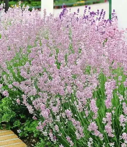 Lavendel Pflanze Baldur Garten Duftlavendel Rosa Echter Lavendel