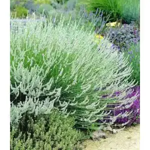Lavendel Pflanze Baldur Garten Weißer Duftlavendel 3 Stück