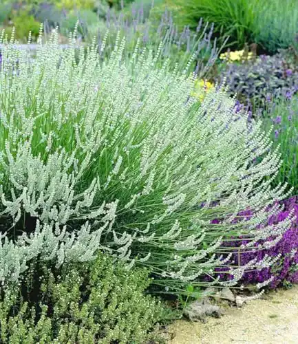 Lavendel Pflanze Baldur Garten Weißer Duftlavendel 3 Stück