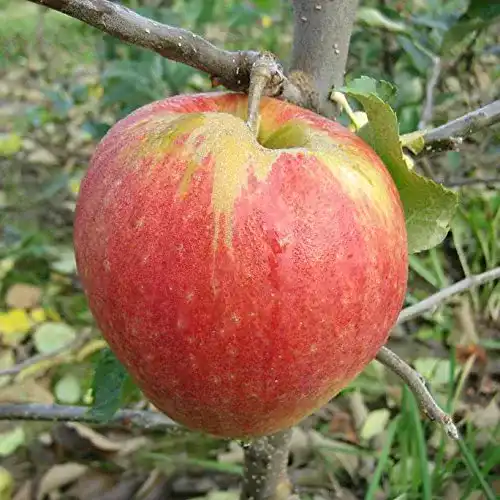 Apfelbaum Jonagold – Schwach wachsende Unterlage M9 für Hausgarten