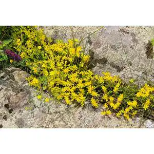 Sedum-Samen Mauerpfeffer Sedum acre Samen für den Garten