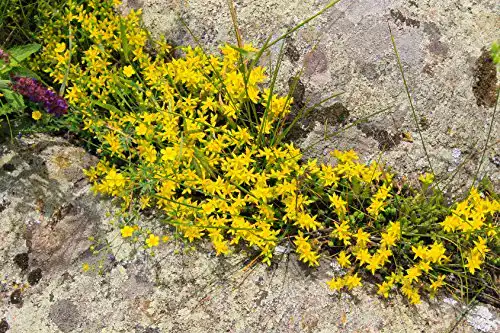 Sedum-Samen Mauerpfeffer Sedum acre Samen für den Garten