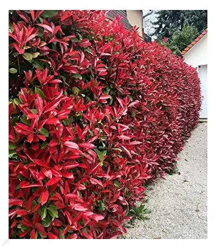 Photinia-Hecke ‚Red Robin‘ immergrün, 10 Pflanzen von Baldur Garten