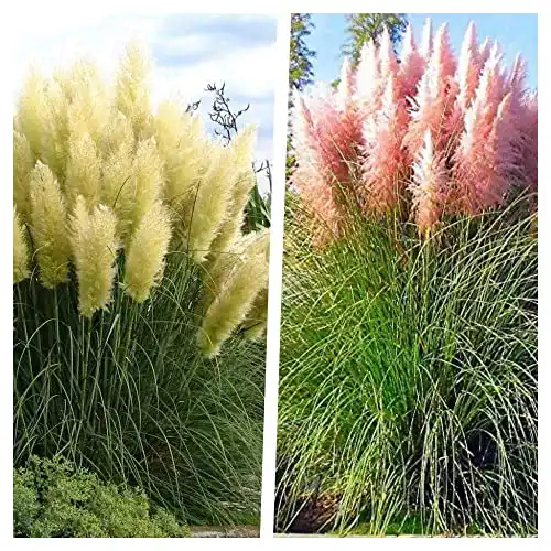 Cortaderia selloana Ziergras Stauden im 1 Liter Topf – 2 Stück