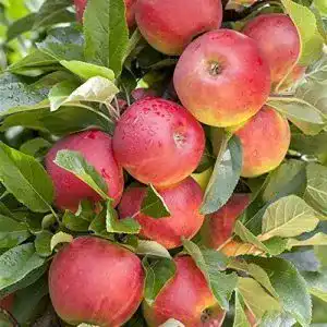 Apfelbaum Elstar pflanzen Malus domestica im 7,5L Topf
