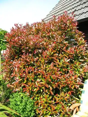 Glanzmispel Photinia fraseri Red Robin 80-100 cm im 7,5 Liter Container