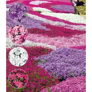 Bodendecker Phlox-Mix Flowers of the Sea Winterharte Pflanzen