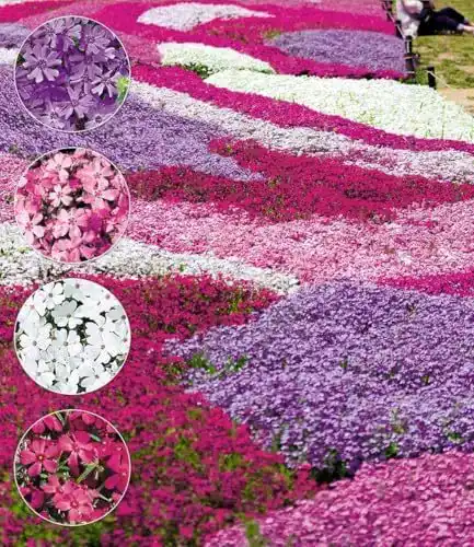 Bodendecker Phlox-Mix Flowers of the Sea Winterharte Pflanzen