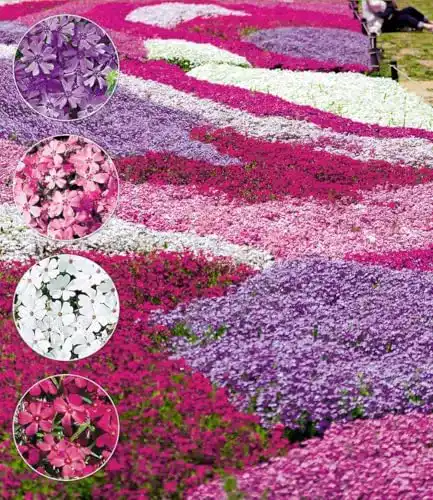 Bodendecker Phlox-Mix Flowers of the Sea Winterharte Pflanzen