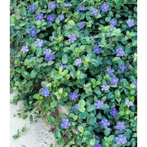 Bodendecker Vinca minor ‚Blau‘ – Winterhart und immergrün
