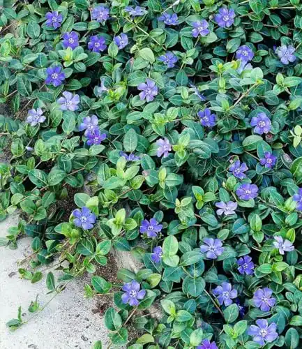 Bodendecker Vinca minor ‚Blau‘ – Winterhart und immergrün