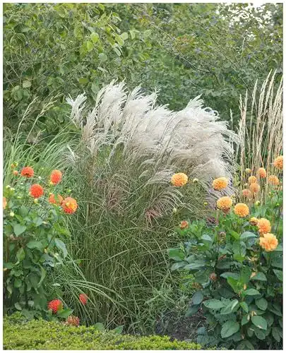Chinaschilf Stauden Miscanthus sinensis ‚Silberfeder‘ im 1 Liter Topf