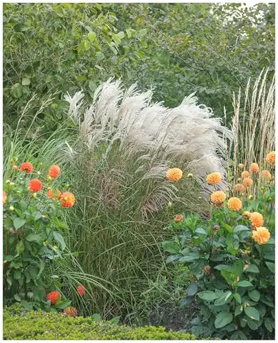 Chinaschilf Stauden Miscanthus sinensis ‚Silberfeder‘ im 1 Liter Topf
