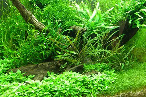 Aquarium-Pflanzen von Mühlan in verschiedenen Bundgrößen für Aquarien