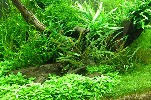 Aquarium-Pflanzen von Mühlan in verschiedenen Bundgrößen für Aquarien