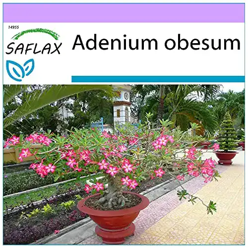 Bonsai-Samen Saflax Wüstenrose, 8 Samen für Sukkulenten-Bonsai