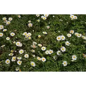 Gänseblümchen-Samen Kräuma, 500 Stück Wildes Gänseblümchen