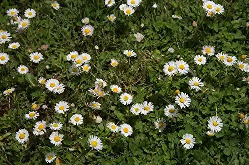Gänseblümchen-Samen Kräuma, 500 Stück Wildes Gänseblümchen