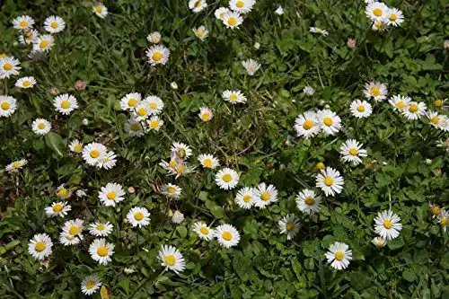 Gänseblümchen-Samen Kräuma, 500 Stück Wildes Gänseblümchen
