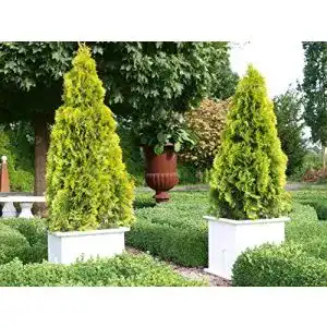 Thuja Garten Schlüter Golden Smaragd Occidentalis – Lebensbaum