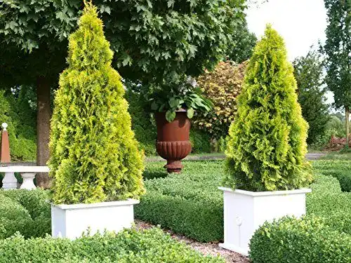 Thuja Garten Schlüter Golden Smaragd Occidentalis – Lebensbaum
