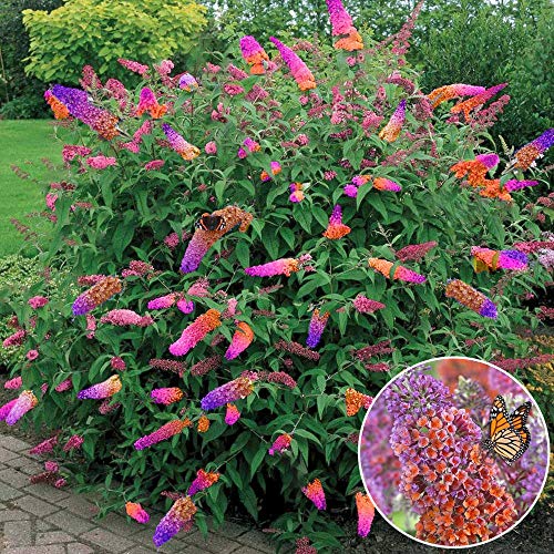Sommerflieder Gardenersdream Schmetterlingsflieder winterhart im 17 cm Topf