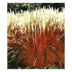 Ziergras Indian Summer – Chinagras, winterhart, 1 Pflanze