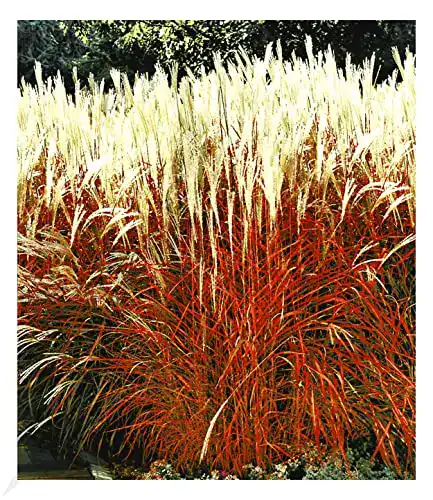 Ziergras Indian Summer – Chinagras, winterhart, 1 Pflanze