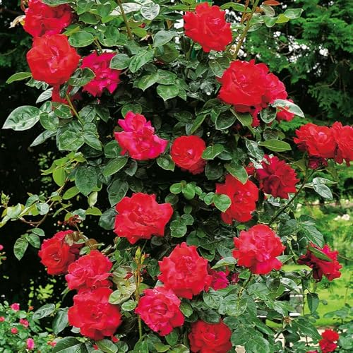 Kletterrose Santana von Garten Schlüter Winterharte Kletterrose mit Duft
