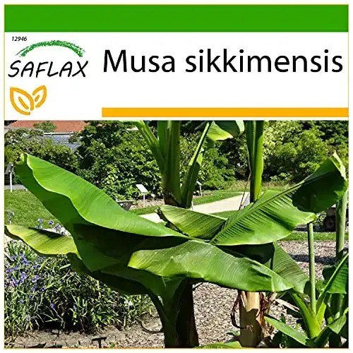 Bananensamen Saflax Darjeeling – 5 Samen für die Anzucht