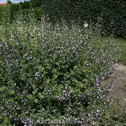 Bergminze Kleinblättrige Lila Riese Calamintha nepeta