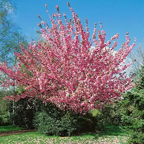 Japanische Nelkenkirsche Prunus serrulata Kanzan Pflanzen